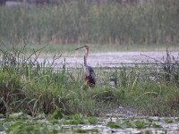 Goliath Heron (Ardea goliath)