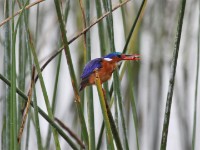 Malachite Kingfisher (Corythornis cristatus)