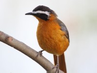 White-browed Robin-Chat (Cossypha heuglini)
