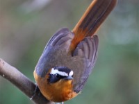 White-browed Robin-Chat (Cossypha heuglini)