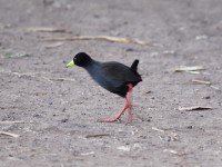 Black Crake (Amaurornis flavirostra)