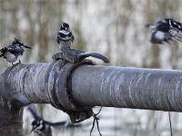 Pied Kingfisher (Ceryle rudis)