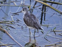 Common Greenshank (Tringa nebularia)