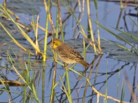 Village Weaver (Ploceus cucullatus)