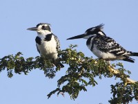 Pied Kingfisher (Ceryle rudis)