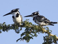 Pied Kingfisher (Ceryle rudis)