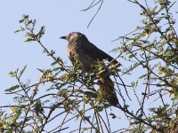 White-rumped Babbler (Turdoides leucopygia)