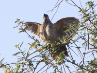 White-rumped Babbler (Turdoides leucopygia)