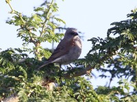 Swainson's Sparrow (Passer swainsonii)