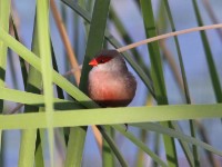 Common Waxbill (Estrilda astrild)