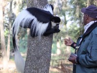 Mantled Guereza (Colobus guereza) Brook Kassa