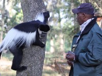 Mantled Guereza (Colobus guereza) Brook Kassa