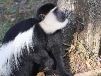 Mantled Guereza (Colobus guereza)
