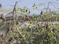 Speckled Mousebird (Colius striatus)