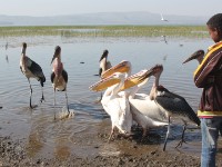 Marabou Stork (Leptoptilos crumenifer) Great White Pelican (Pelecanus onocrotalus)