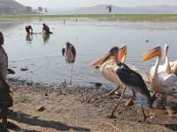 Marabou Stork (Leptoptilos crumenifer) Great White Pelican (Pelecanus onocrotalus)