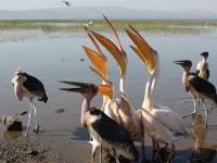 Marabou Stork (Leptoptilos crumenifer) Great White Pelican (Pelecanus onocrotalus)