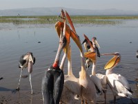 Marabou Stork (Leptoptilos crumenifer) Great White Pelican (Pelecanus onocrotalus)