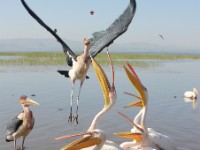 Marabou Stork (Leptoptilos crumenifer) Great White Pelican (Pelecanus onocrotalus)