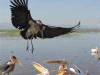 Marabou Stork (Leptoptilos crumenifer) Great White Pelican (Pelecanus onocrotalus)