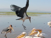 Marabou Stork (Leptoptilos crumenifer) Great White Pelican (Pelecanus onocrotalus)