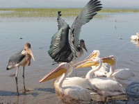 Marabou Stork (Leptoptilos crumenifer) Great White Pelican (Pelecanus onocrotalus)