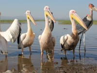 Marabou Stork (Leptoptilos crumenifer) Great White Pelican (Pelecanus onocrotalus)