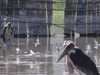 White-winged Tern (Chlidonias leucopterus) Marabou Stork (Leptoptilos crumenifer)