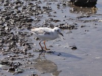 Black-headed Gull (Chroicocephalus ridibundus)