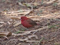 Red-billed Firefinch (Lagonosticta senegala)