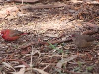 Red-billed Firefinch (Lagonosticta senegala)