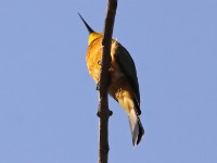 Blue-breasted Bee-eater (Merops variegatus)