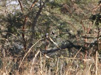 Grey-backed Fiscal (Lanius excubitoroides)