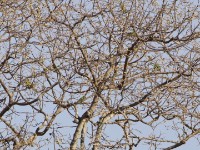 Black-winged Lovebird (Agapornis taranta)