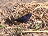 Village Indigobird (Vidua chalybeata)