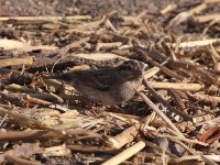 Village Indigobird (Vidua chalybeata)