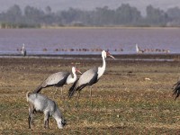 Wattled Crane (Grus carunculata)