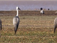 Wattled Crane (Grus carunculata)