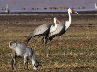 Wattled Crane (Grus carunculata)