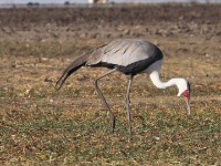 Wattled Crane (Grus carunculata)