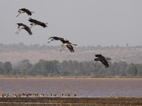 Common Crane (Grus grus)