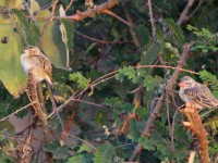 White-winged Widowbird (Euplectes albonotatus) Red-billed Quelea (Quelea quelea)
