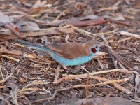 Red-cheeked Cordon-bleu (Uraeginthus bengalus)