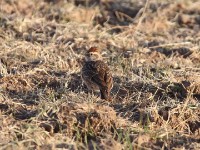 Erlanger's Lark (Calandrella erlangeri)