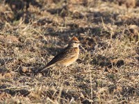 Erlanger's Lark (Calandrella erlangeri)