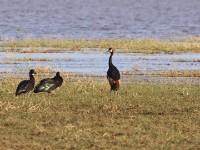 Spur-winged Goose (Plectropterus gambensis) Black Crowned Crane (Balearica pavonina)