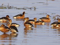 Fulvous Whistling Duck (Dendrocygna bicolor)