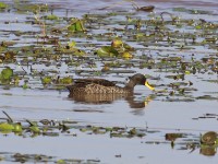 Yellow-billed Duck (Anas undulata)