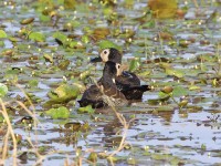 White-faced Whistling Duck (Dendrocygna viduata)