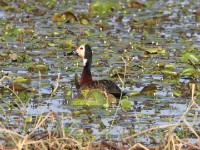 White-faced Whistling Duck (Dendrocygna viduata)
